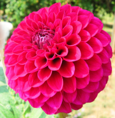 Dahlia ' HOLLYHILL REGAL '  (Min.D.)  Kennedy T.&amp; M.  USA  2012   Visit to the USA 2017  (David Brown)